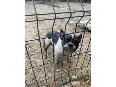 Fransız bulldog köpeği dişi