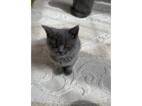 3 aylık british safkan