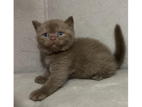 Cinnamon british shorthair