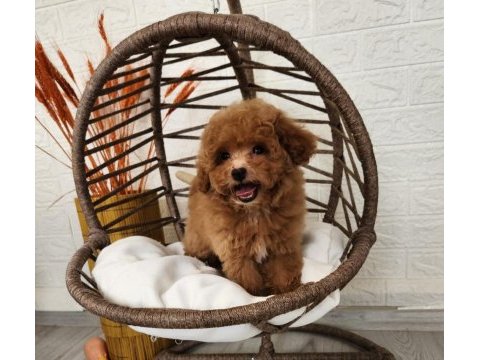 Maltipoo  yavrularımız 