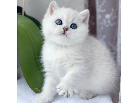 Camdaki zerafetiyle silver british shorthair