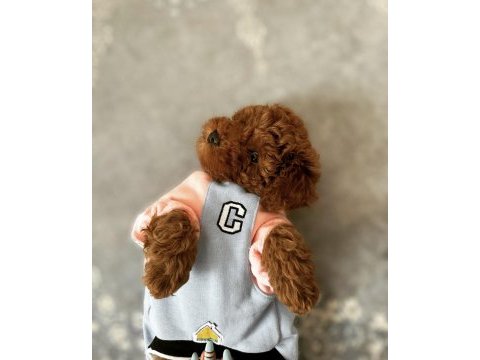 Erkek yavru poodle