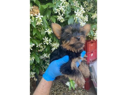 Yorkie shire şirineler
