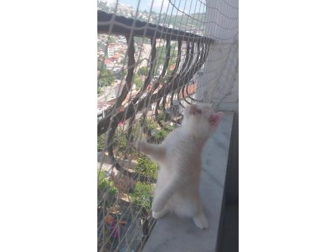 Saf kan exotic shorthair erkek yavru