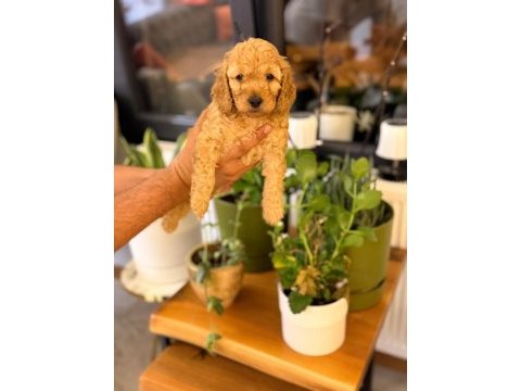 Toy poodle yavruları ırk sağlık garantili
