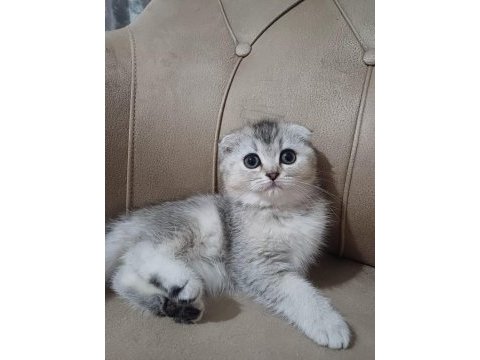 Teslime hazır dişi scottish fold yavrumuz