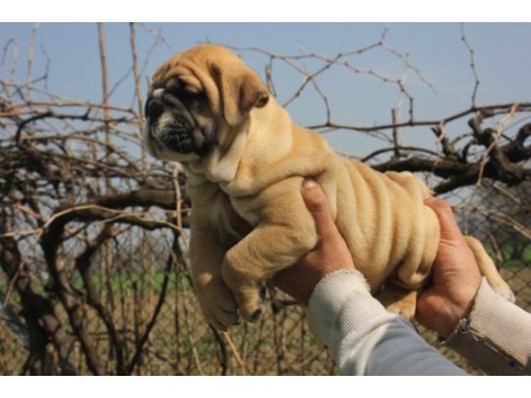 Sitenin dedikodusu bulldog ponçiklerim