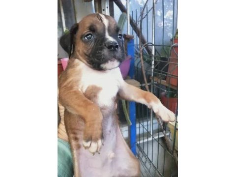 3 erkek boxer yavrumuz