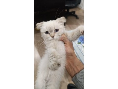 3 aylık scottish fold