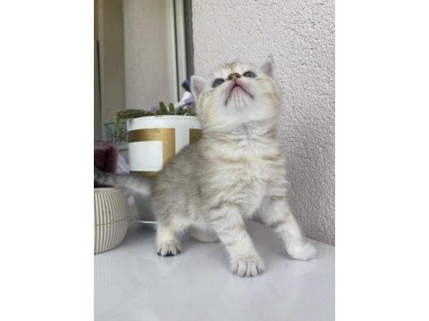 British shorthair
