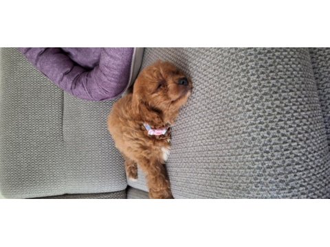 Toy poodle 2 aylık dişi