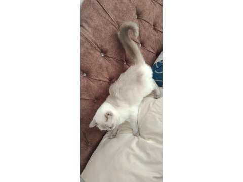 Acil satılık british shorthair