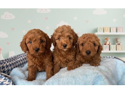 Safkan toy poodle yavrularımız