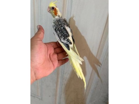 54 günlük kusursuz sultan bebek