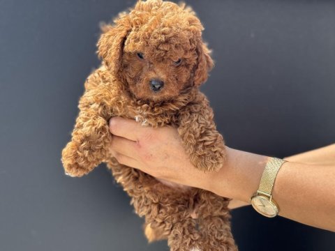 Petmode köpek çiftlğinde ziyarete açık kore maltipoo
