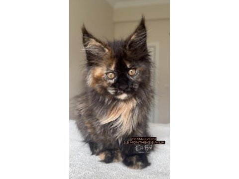 Türkiyenin her yerine bizzat teslim dişi maine coon