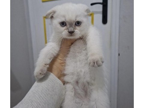 Scottish fold blue