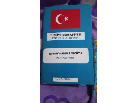 Maltipoo 9 aylık