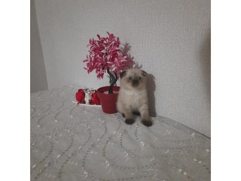 Scottish fold dişi yavrumuz