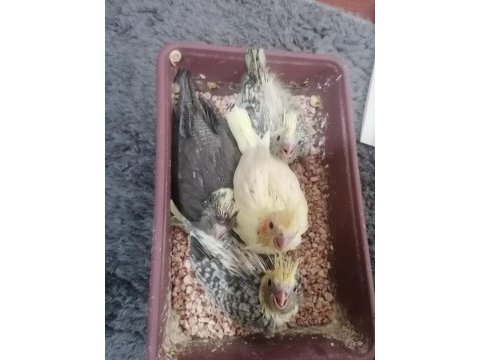 1 aylık sultan papağanı yavruları