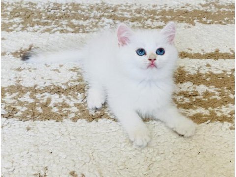 Şecereli british shorthair golden point erkek yavru