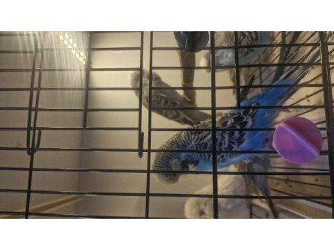 Show jumbo vasıflı muhabbet kuşu