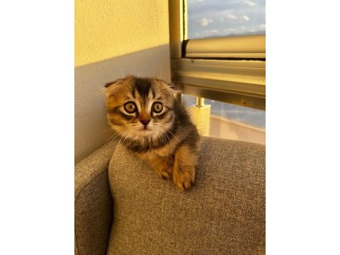 Oyuncu scottish fold yavrumuz