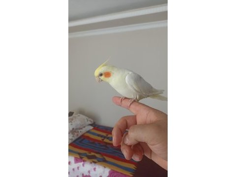 6 aylık erkek full evcil esenyurt elden teslim sultan