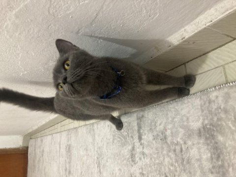 Uysal british shorthair kedimiz