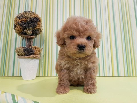 F2 maltipoo yavruları
