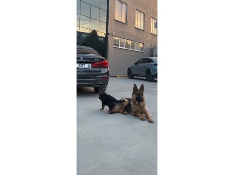 4 aylık alman kurdu prenses ömürlük yuvasını arıyor