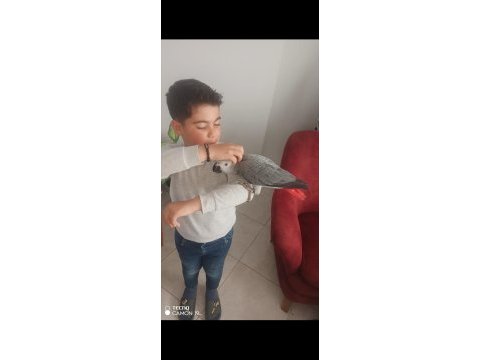Oğlum tarafından el besleme olarak büyütülmüş jako