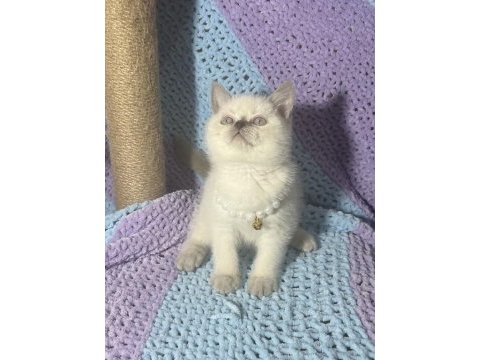 Blue point british shorthair