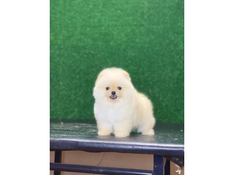 Pomeranian boo yavrularımız
