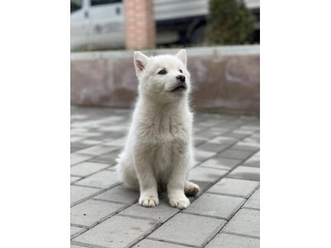 Safkan husky yavrularım