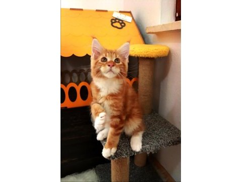Şampiyonlar torunu şampiyon adayı maine coon yavrular