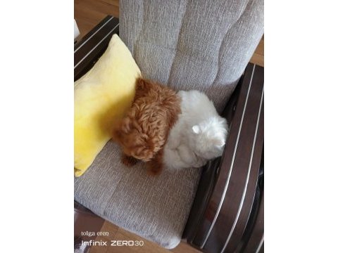 Asil yavrulardan alınmış minyatür poodle