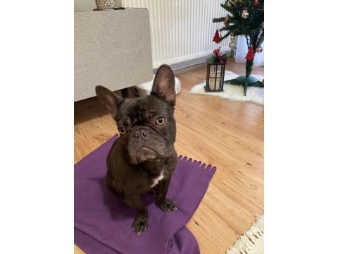 Micro french bulldog