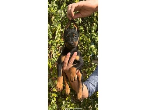 Doberman bebeklerimiz