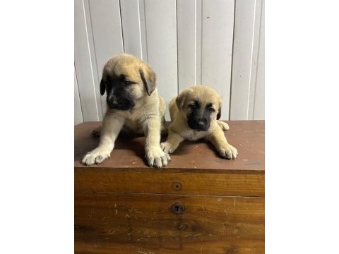 Boz kangal yavruları