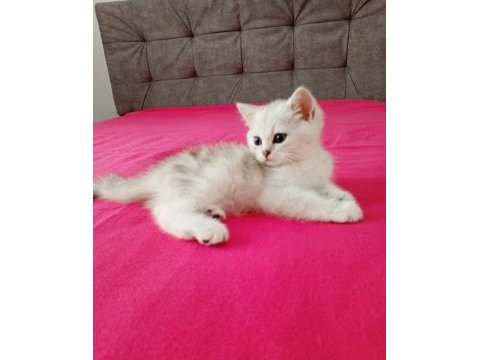 2 aylık erkek british shorthair yavrular