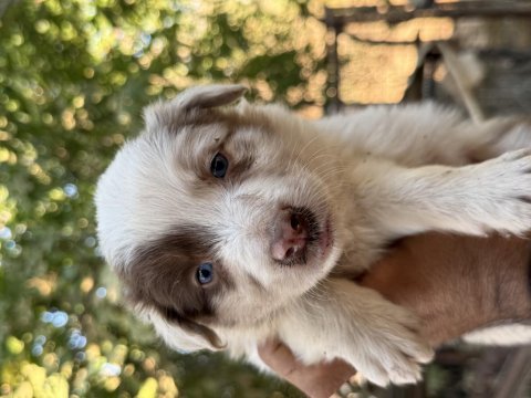 Rengarenk border collie yavrular