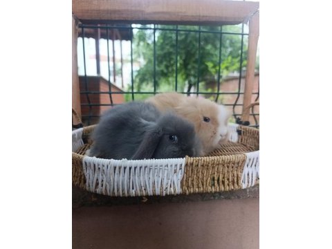 Hollanda teddy lop 1+1 takım tavşanlar