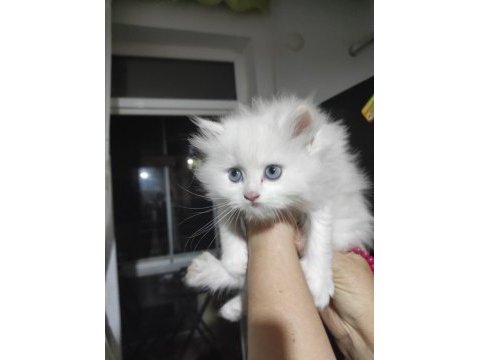 2 aylık 50 günlük chinchilla