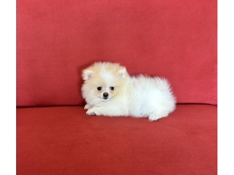 Pomeranian boo köpekleri