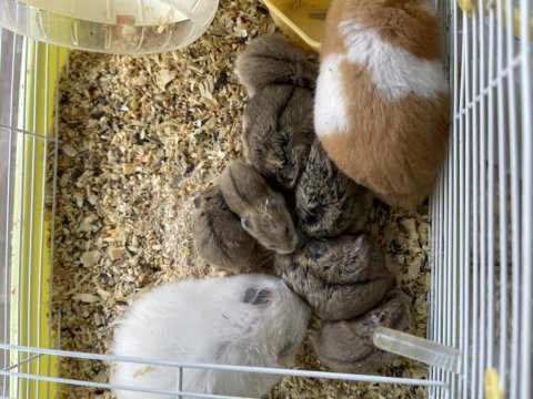 Yavru hamster