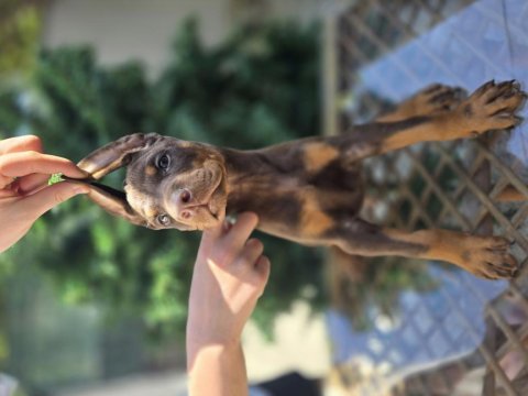 Üst kalite kızıl doberman yavrular