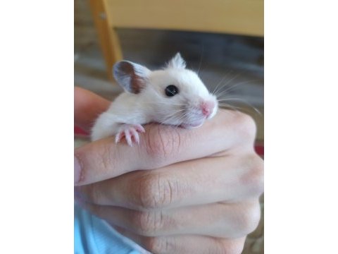 Hamster malzemeli