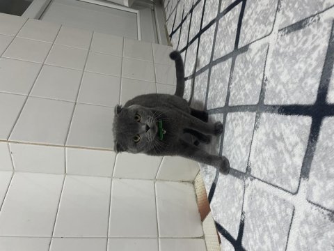 Sıcak yuva arıyoruz scottish fold
