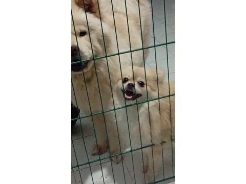 Aşılı eğitimli pomeranian kızımız yeni ailesini arıyor